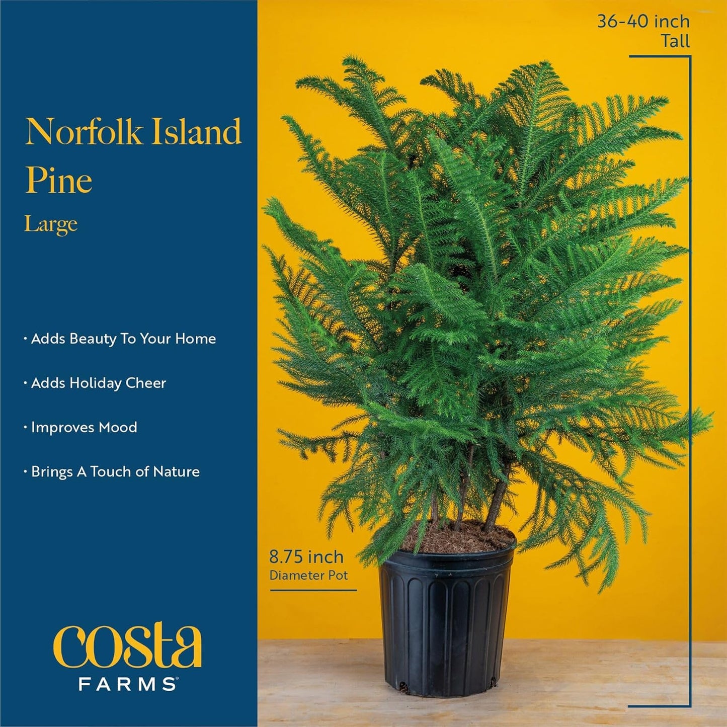 Costa Farms Norfolk Island Pine Live Christmas Tree, House Plant in Decorative Holiday Pot, Easy to Maintain Large Indoor Houseplant, Holidays or Christmas Décor, Decoration, or Gift, 3-4 Feet Tall