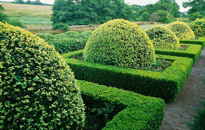 Winter Gem Boxwood - 15 Live Plants - Low Maintenance Formal Evergreen Hedge