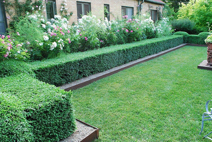 Winter Gem Boxwood - 15 Live Plants - Low Maintenance Formal Evergreen Hedge