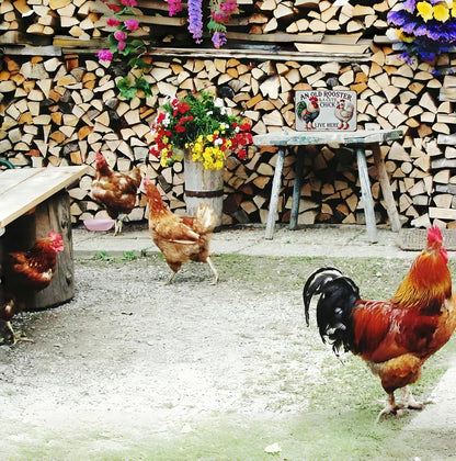 Funny Gifts for Women Chicken Lovers Farm Enthusiasts An Old Rooster And A Cute Chick Live Here Chicken Tin Sign for Chicken Coop Farm Kitchen Garden Yard Decor 8 X 12 Inch (3821)