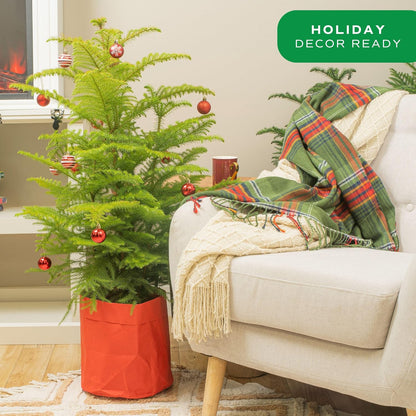 Costa Farms Live Christmas Tree, Large Norfolk Island Pine in Red Indoor Holiday Planter, DIY Christmas Decorations, Ornaments, Christmas Gift and Holiday Room Decor, 3 Feet Tall