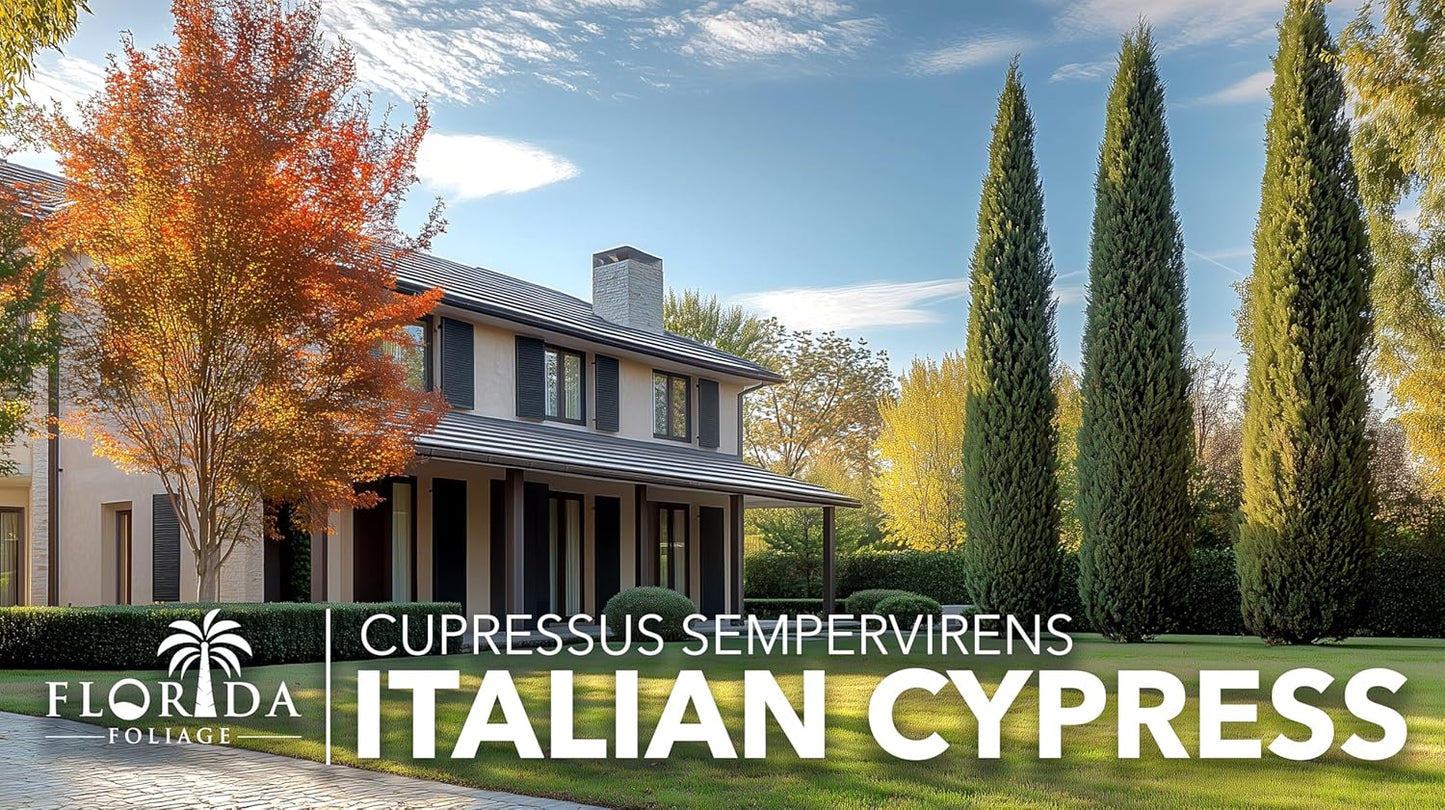 Italian Cypress | 40 Live Trees | Cupressus sempervirens | Narrow Evergreen Plants | Tall Privacy Landscaping | Upright Ornamental Outdoor Plant