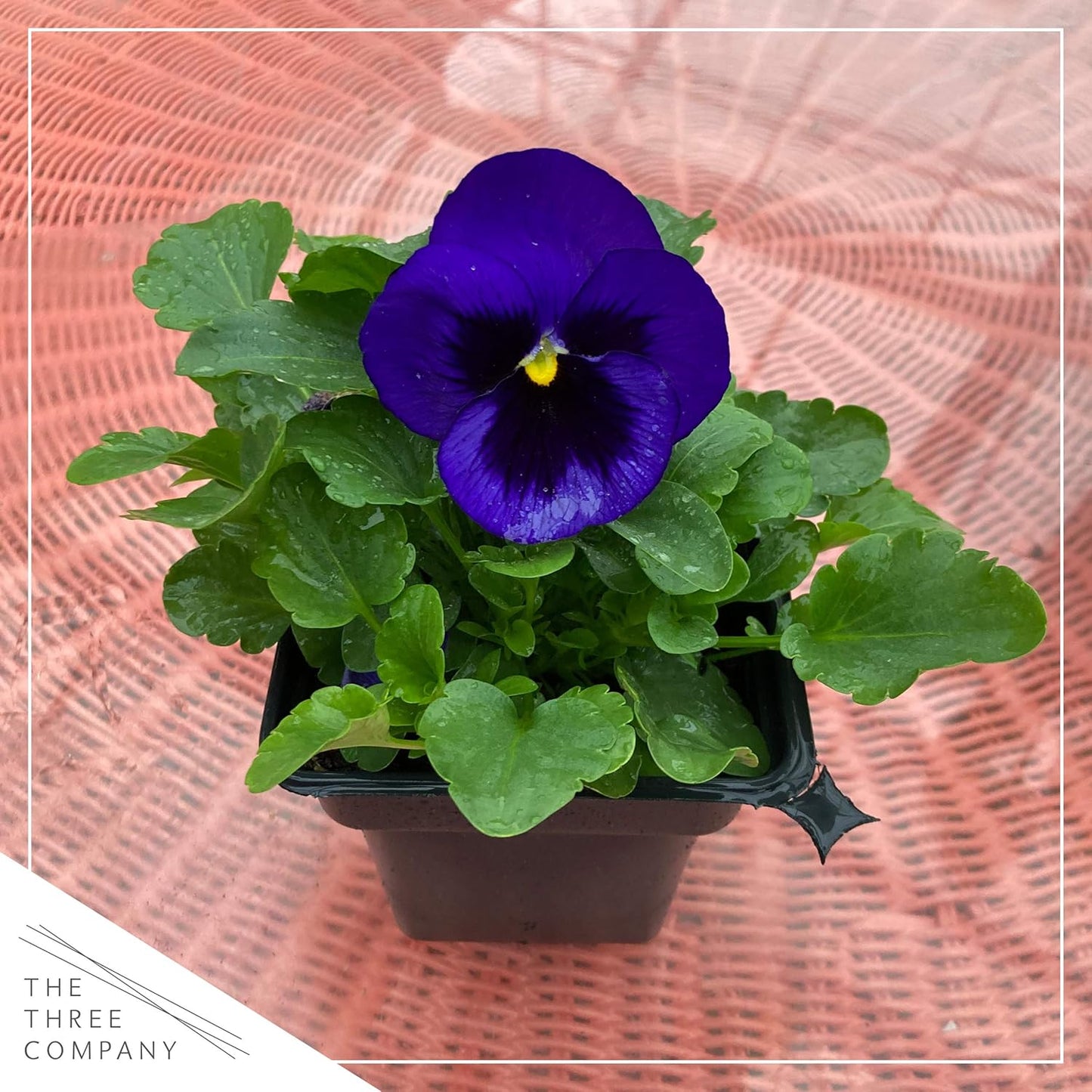 Live Healthy Flowering Pansies - Purple Blotch (4 Plants Per Pack), Beautiful Fall Color, 6" Tall by 4" Wide in 1 Pint Square Pot