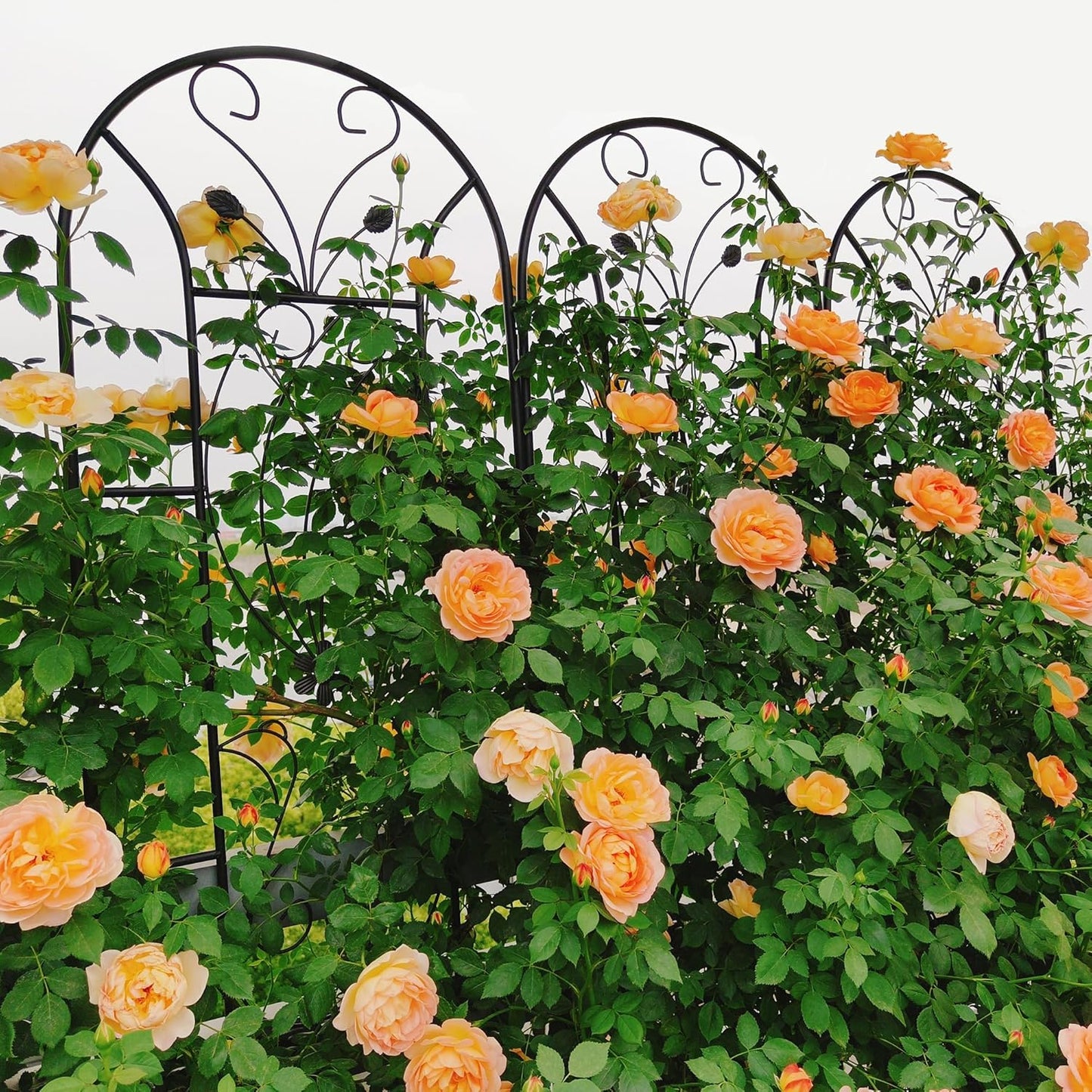 Garden Trellises, 4 Pack Black Metal Coated Rustproof Trellis for Climbing Plants Outdoor, Roses, Vines, Flowers, and Vegetables-86.7" x 19.7"