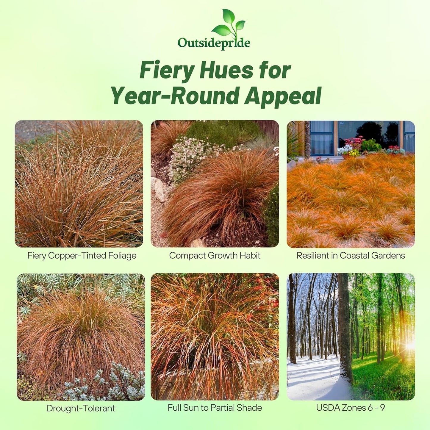 Outsidepride Carex Prairie Fire Ornamental Grass Seed – 400 Pcs. Perennial, Low-Maintenance, Drought-Tolerant Grass Seeds with Low Growing Foliage for Borders, Ground Covers, & Outdoor Living Spaces