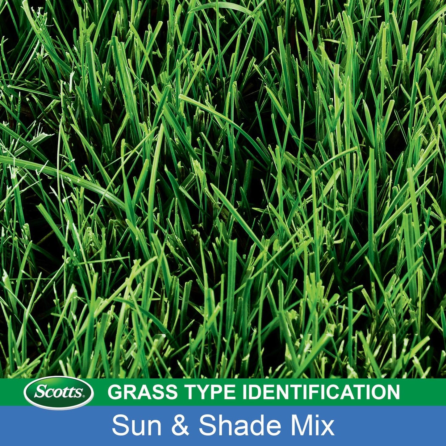 Scotts Turf Builder Grass Seed Sun & Shade Mix, Grows in Extreme Conditions & Spreads for a Durable Lawn, 15 lbs.