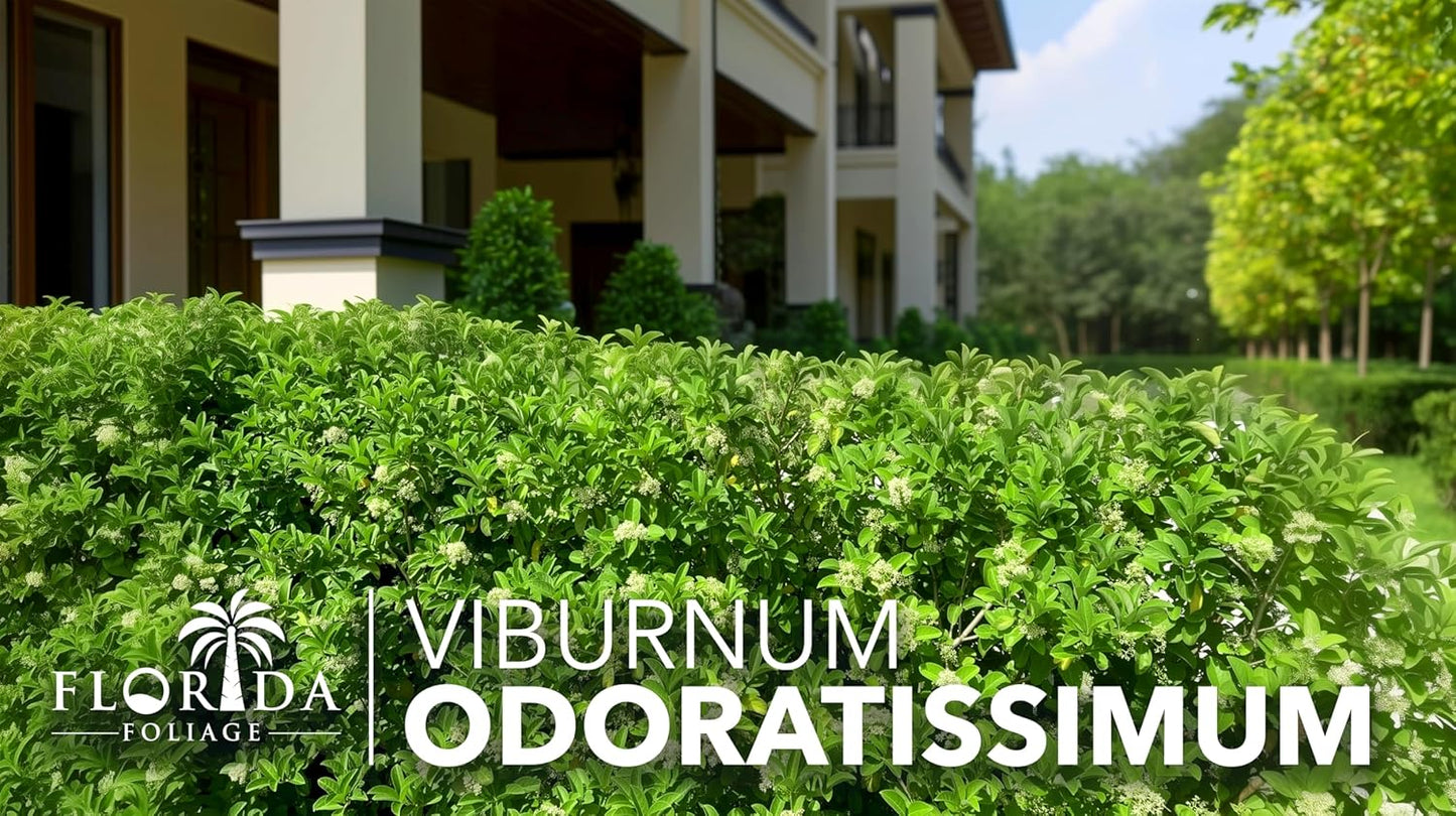Viburnum Odoratissimum | 10 Live Plants | Viburnum odoratissimum | Fast Growing Privacy Hedge | Evergreen Screening Shrub