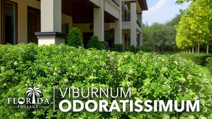 Viburnum Odoratissimum | 10 Live Plants | Viburnum odoratissimum | Fast Growing Privacy Hedge | Evergreen Screening Shrub