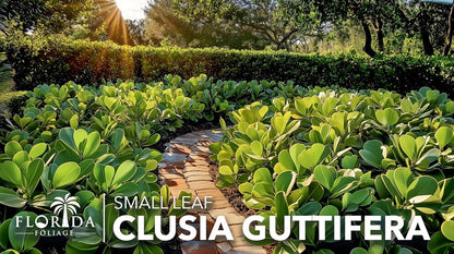 Clusia Guttifera Small Leaf | 30 Live Plants | Clusia guttifera | Privacy Hedge Plants | Evergreen Shrub for Tropical Landscaping