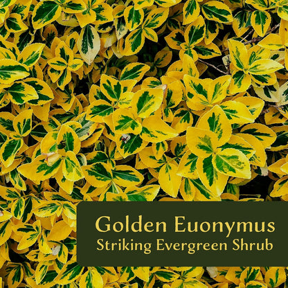 6 Golden Euonymus Shrubs | Live Plants in 2.5-inch Nursery Cubes | Japonica ‘Aureo-Marginatus’ Variety | Easy-Care Evergreen | Variegated Yellow-Green Foliage | Hedges & Shrubs for Home & Garden