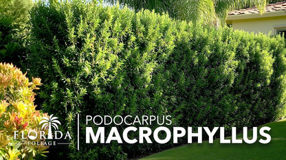 Podocarpus Macrophyllus Japanese Yew | 60 Live Plants | Podocarpus macrophyllus | Privacy Hedge Shrub | Evergreen Landscaping Plants for Gardens & Borders