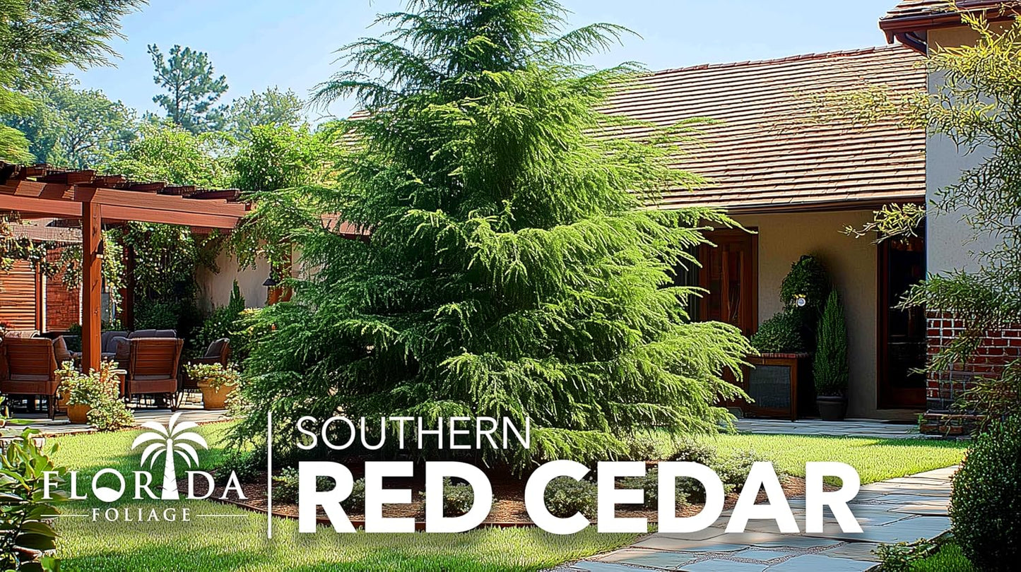 Southern Red Cedar | 10 Live 4 Inch Pots | Juniperus Virginiana Silicicola | Evergreen Privacy Trees | Native Landscape Plants