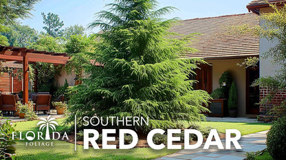 Southern Red Cedar | 3 Live 4 Inch Pots | Juniperus Virginiana Silicicola | Evergreen Privacy Trees | Native Landscape Plants