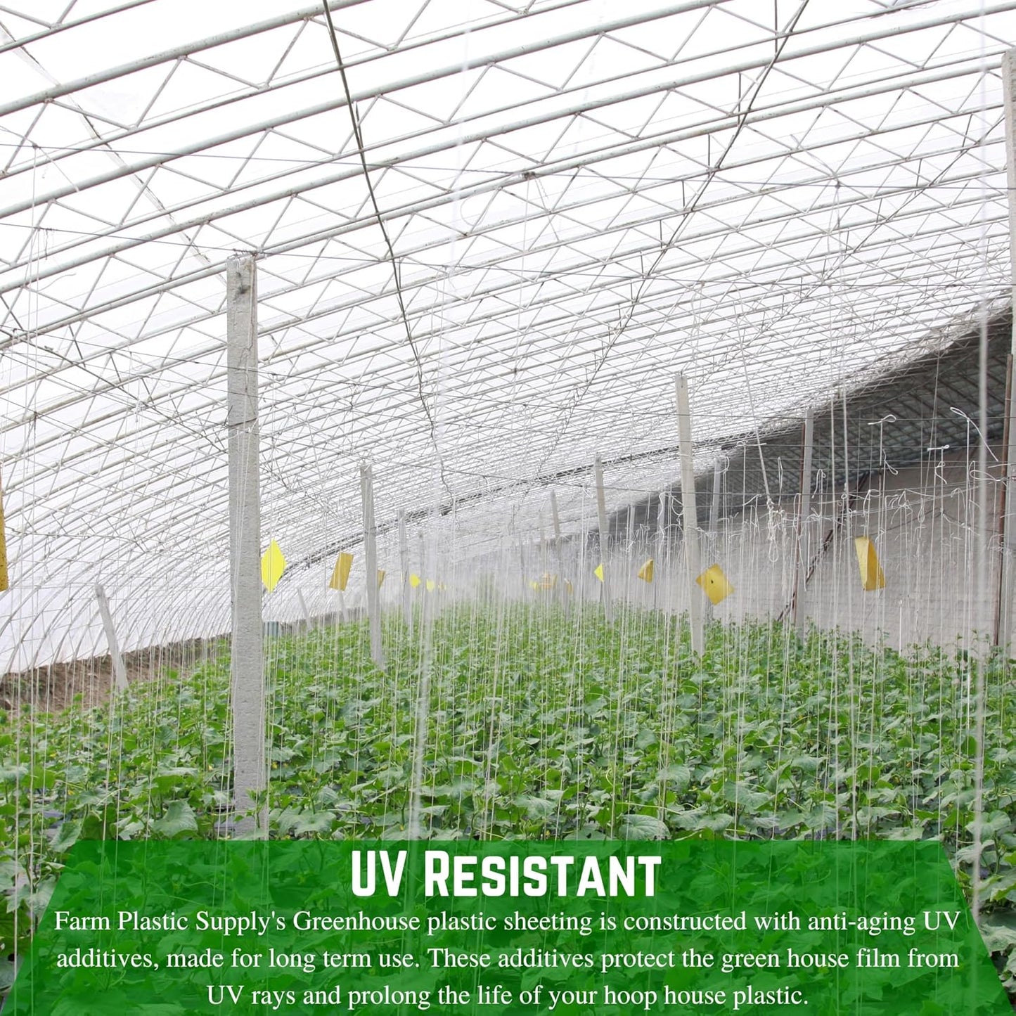Farm Plastic Supply - String Reinforced 4 Year UV Resistant 10 mil Clear Greenhouse Plastic Sheeting - 4 Year UV Resistant Polyethylene Greenhouse Film, Hoop House Green House Cover (12' x 50')