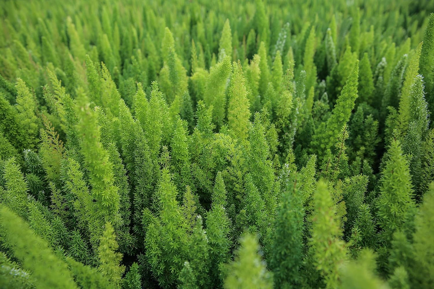 Foxtail Fern Plant - Live Asparagus Fern - 3 Gallon Pot - Overall Height 20" to 24" - Tropical Plants of Florida (Plant Only)