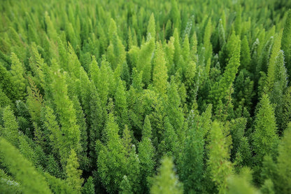 Foxtail Fern Plant - Live Asparagus Fern - 3 Gallon Pot - Overall Height 20" to 24" - Tropical Plants of Florida (Plant Only)