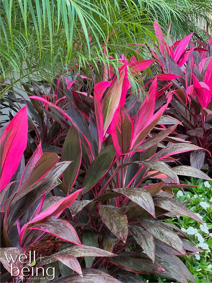 Cordyline Fruticosa, Red Sister, Ti Plant, Live Plant 25-30 in. Tall in Grower Pot by Nature's Way Farms