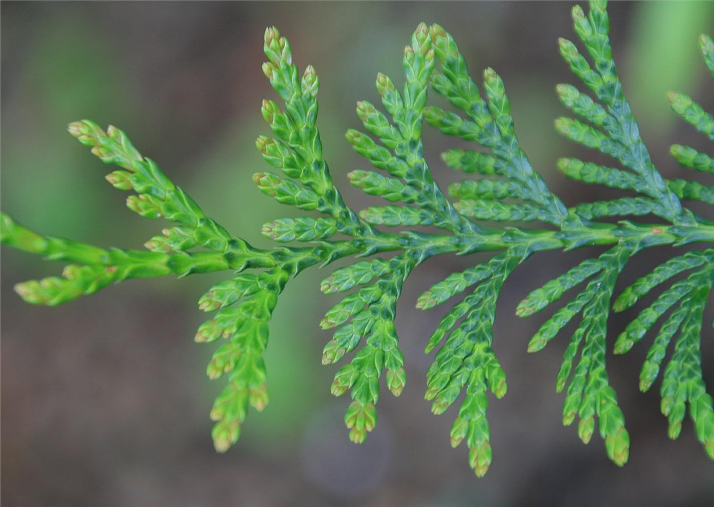 Two Pack of Green Giant Arborvitae Trees - Fast Growing Evergreen - 2 Live Plants Shipped 1 to 2 Feet Tall by DAS Farms (No California)