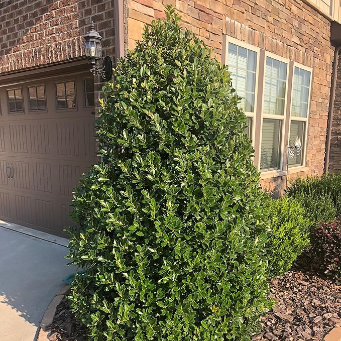 3 Gallon Southern Living Plant Collection Holly Oakland Shrub