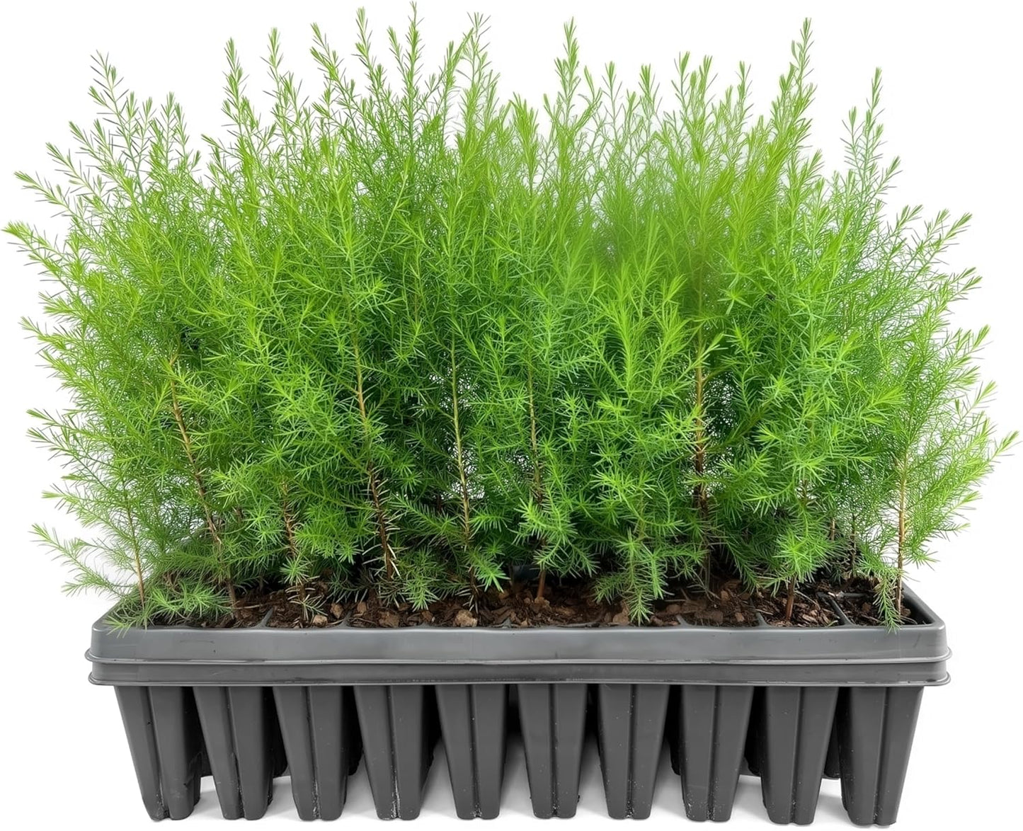 Southern Red Cedar | 10 Live Plants | Juniperus Virginiana Silicicola | Evergreen Privacy Trees | Native Landscape Plants