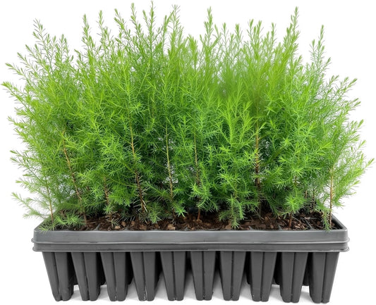 Southern Red Cedar | 10 Live Plants | Juniperus Virginiana Silicicola | Evergreen Privacy Trees | Native Landscape Plants