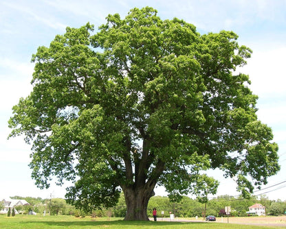 White Oak Tree Seedlings for Planting - 1 Yr Old Seedlings of Quercus alba Tall (1 White Oak Tree) - No Ship to California