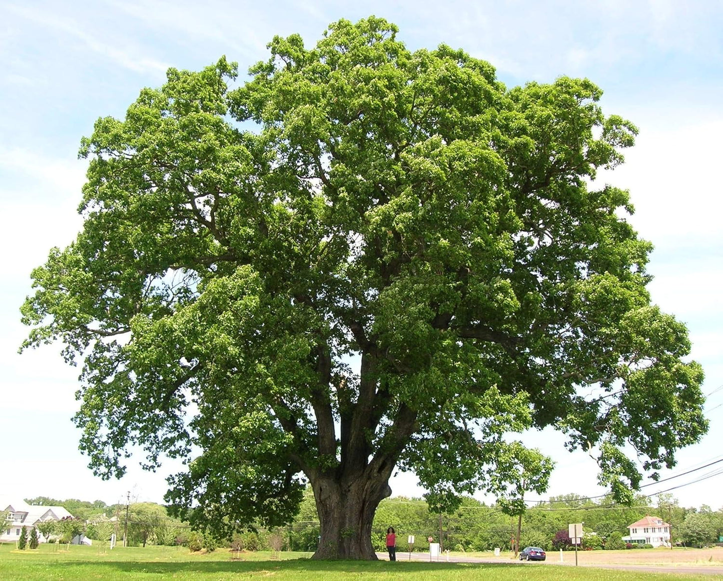 White Oak Tree Seedlings for Planting - 1 Yr Old Seedlings of Quercus alba (3 White Oak Trees) - No Ship to California