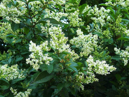 Curled Leaf Privet - Ligustrum Japonicum Recurvifolium - 3 Live Plants - Evergreen Flowering Privacy Hedge