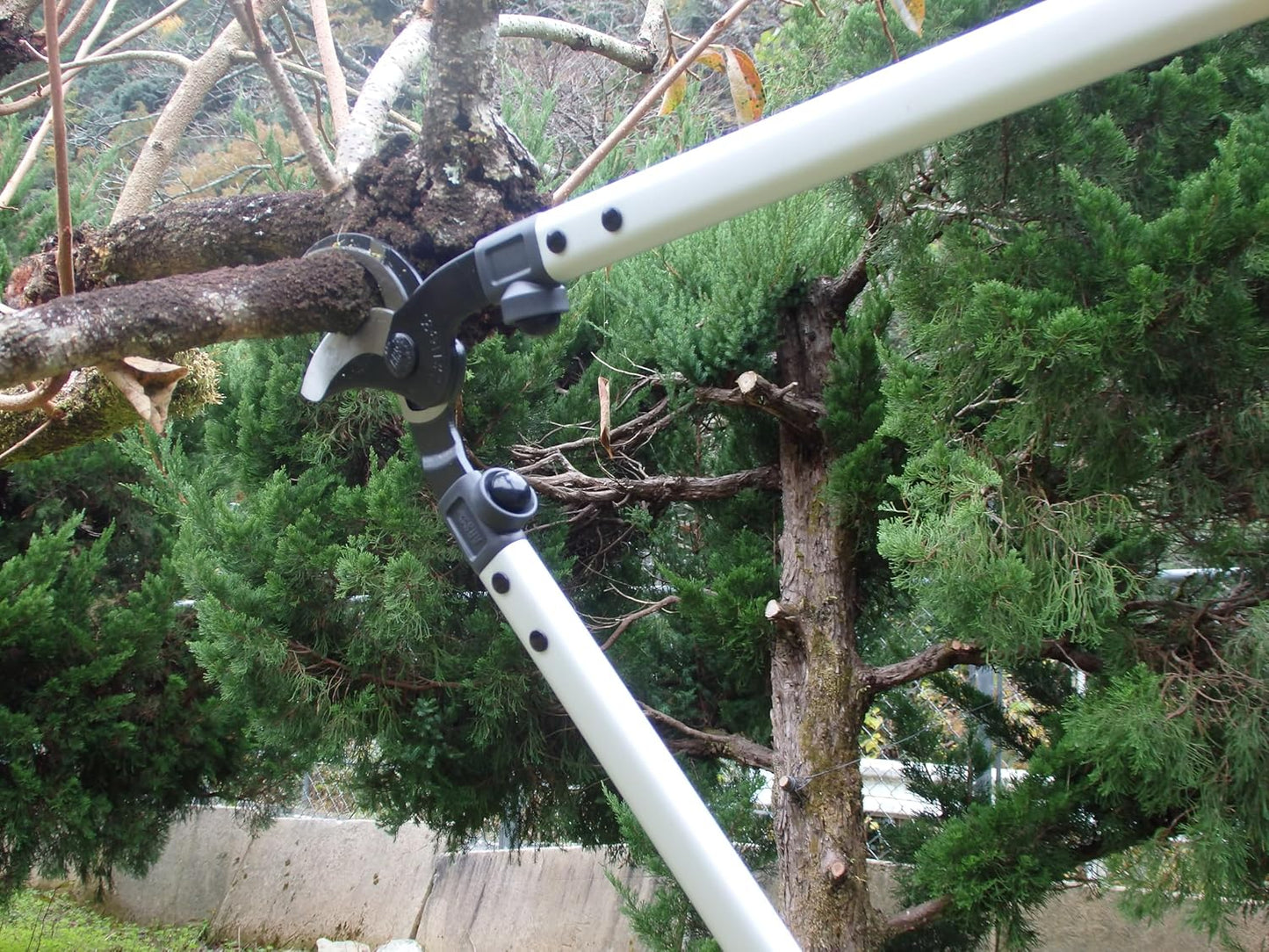 ARS LPB-30L Orchard Lopper