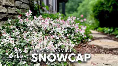 Asiatic Jasmine 'Snowcap' | 2 Large Gallon Size Plants | Trachelospermum Asiaticum Snowcap | Variegated Ground Cover Plants | Drought Tolerant Landscaping Vines