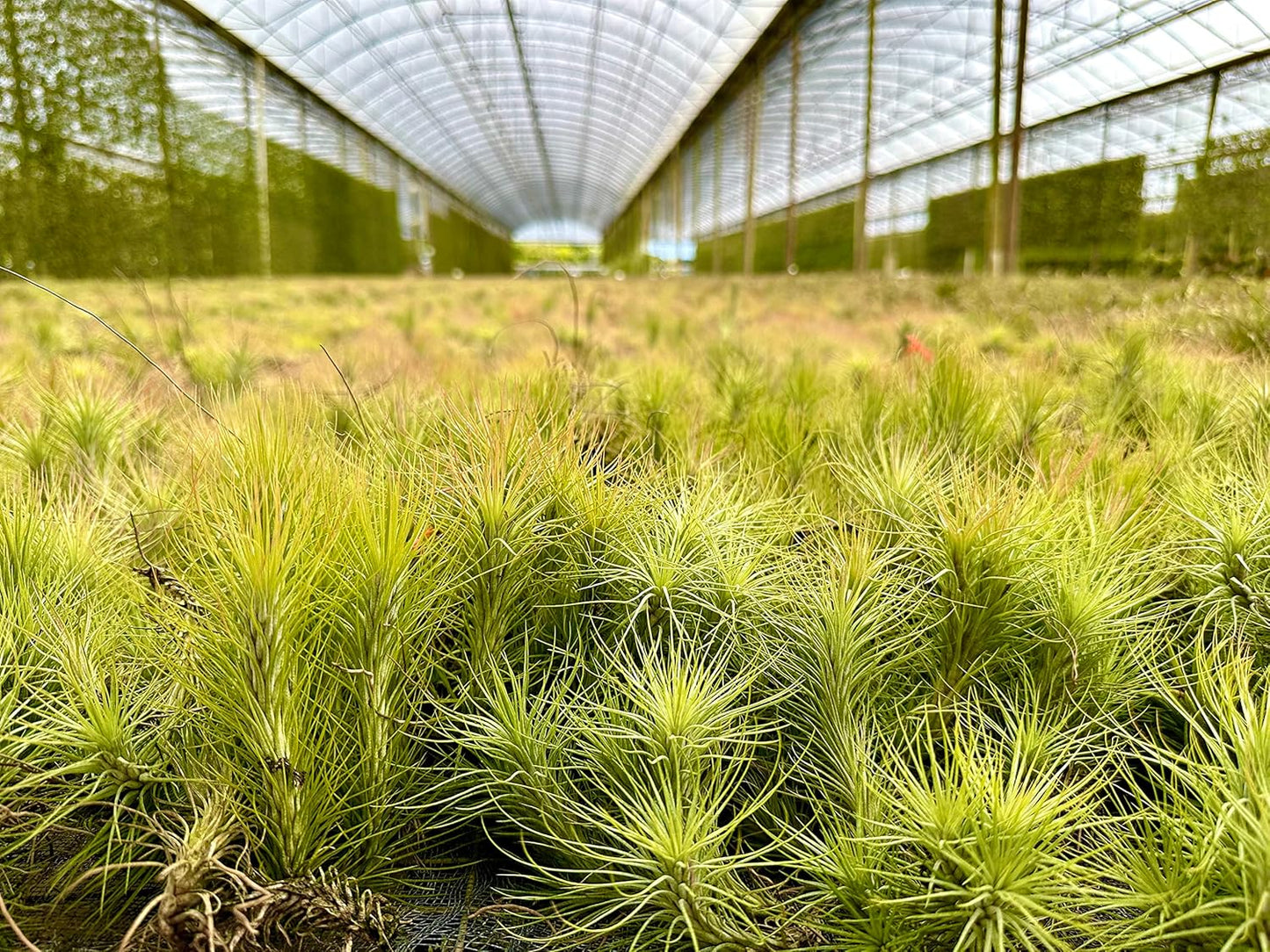 ragnaroc Air Plants - Tillandsia Funckiana, Large 5" - 3ct - Live Arrival Guaranteed - House Plants for Home Decor & Gift