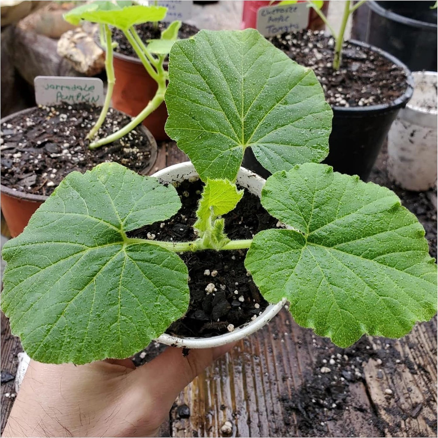 Seed Needs Pumpkin Seeds Specialty Spooky Blend 10+ Varieties | Lumina White, Baby Boo, Blue Jarrahdale, Cinderella & More! | Heirloom Non-GMO Untreated | Bulk Pumpkin Seeds for Planting