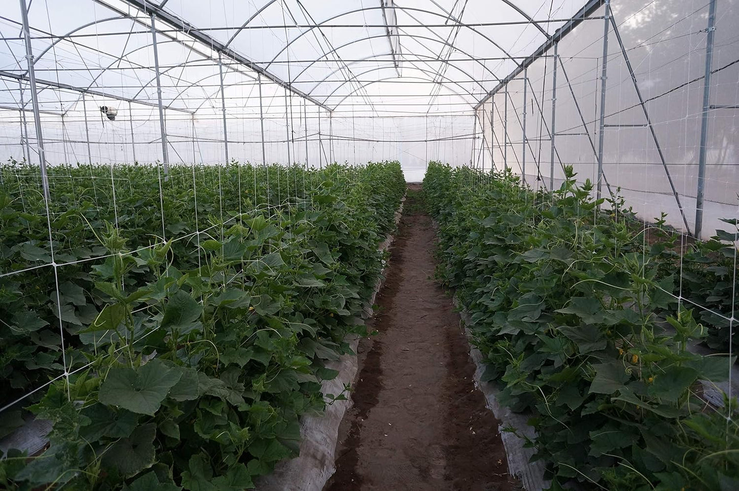 4-Feet by 4920-Feet Professional Grade Vegetable Support Trellis Netting Roll/Scrog Net Roll, (48" x 4920' / 1.22m x 1500m) (mesh 5.9"x6.7" / 15cm x 17cm)