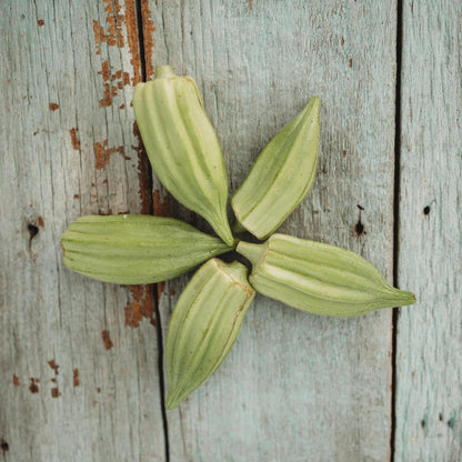 Star of David Okra - 50 Seeds - Tender & Delicious Heirloom Okra Variety, Non-GMO Heirloom Okra Seeds for Planting in The Home Garden, Thresh Seed Company