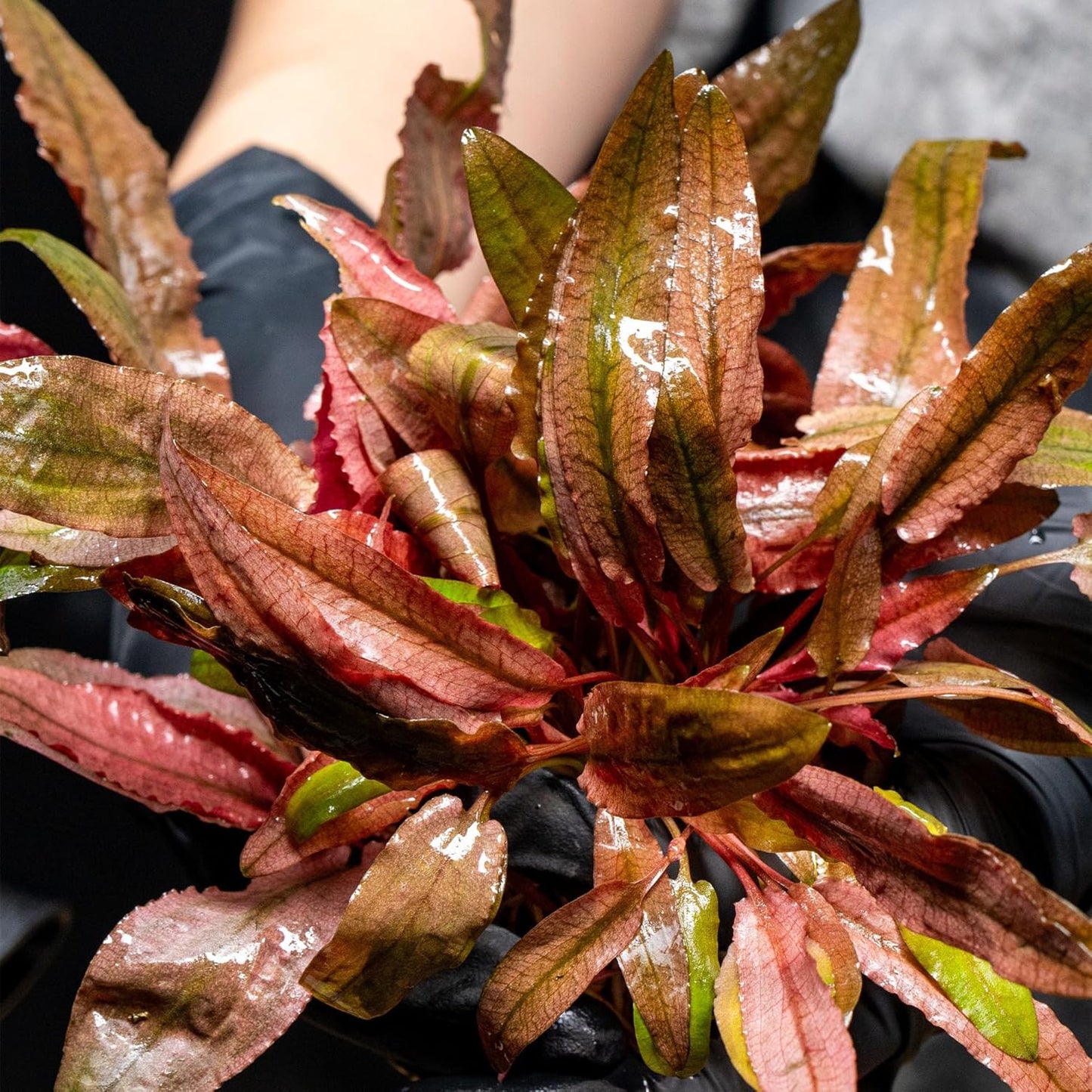 Ultum Nature Systems Cryptocoryne Wendtii Green Gecko Tissue Culture Live Plant for Aquarium, Aquascape, Freshwater Fish Tanks - 100% Snail Free in Vitro