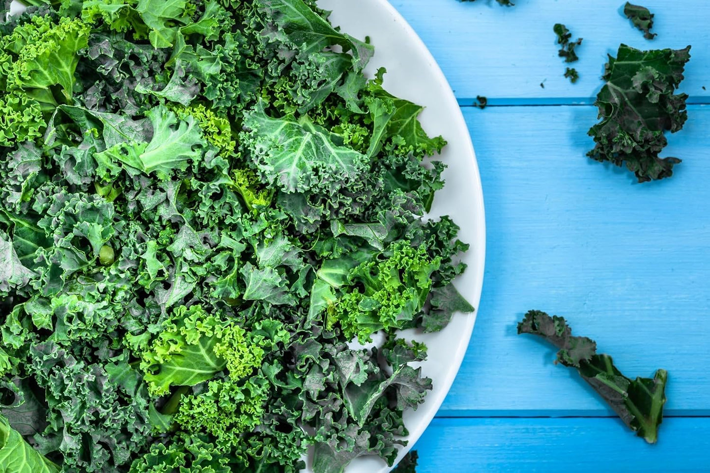 Curled Blue Kale Seeds for Planting – Plant & Grow Heirloom Non-GMO Curled Blue Vates Kale Home Outdoor Vegetable Garden, Brassica oleracea VAR. acephalla – 2 Packets