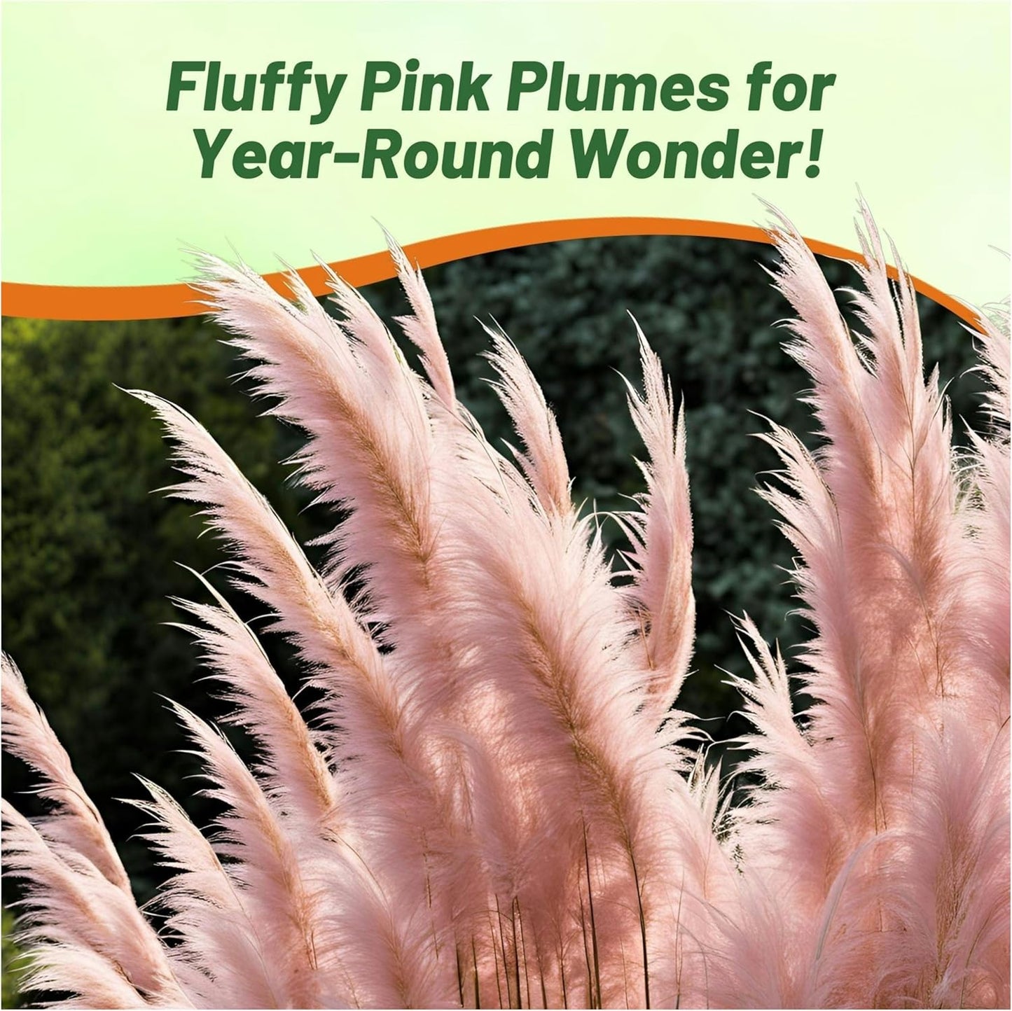 Outsidepride Pink Pampas Grass Seeds – 1,000 Pcs. Perennial, Drought-Tolerant Ornamental Grass for Large Garden Borders, Privacy Landscaping, Xeriscaping, and Low-Maintenance Outdoor Spaces