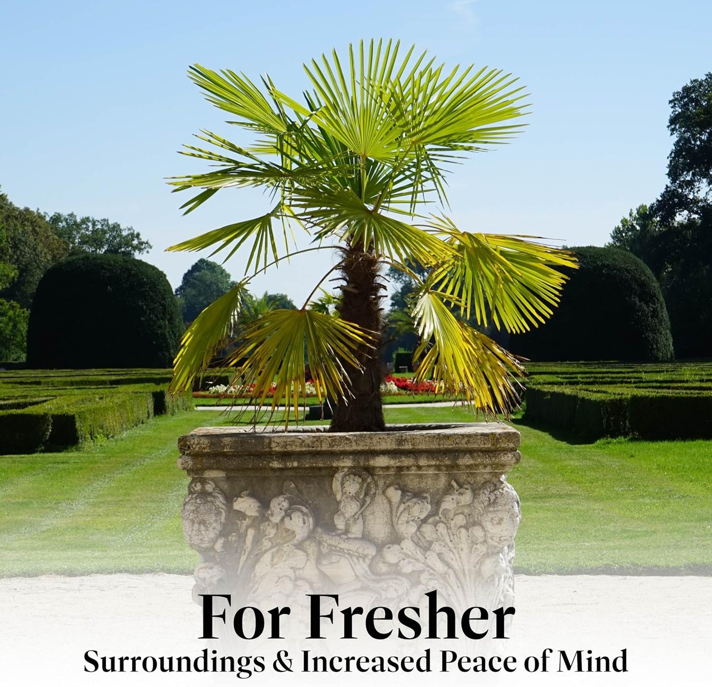 American Plant Exchange Windmill Palm Tree – 10-Inch with Pot – Live Chusan Palm Plant, Cold Hardy Tropical Tree for Home, Patio, or Garden Landscape Decor