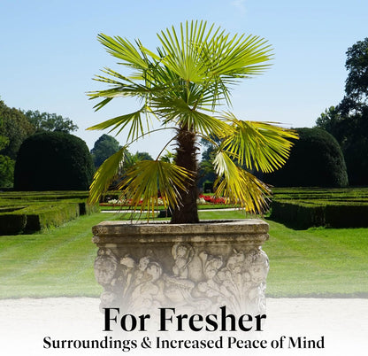 American Plant Exchange Windmill Palm Tree – 10-Inch with Pot – Live Chusan Palm Plant, Cold Hardy Tropical Tree for Home, Patio, or Garden Landscape Decor