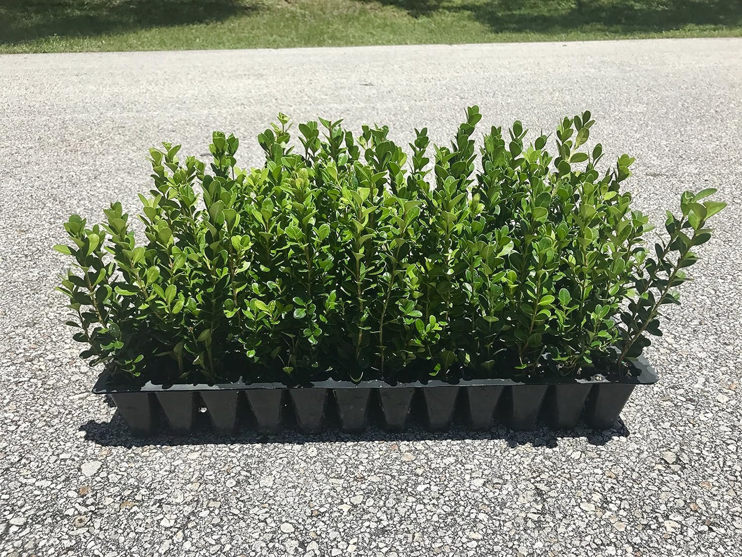 Winter Gem Boxwood - 15 Live Plants - Low Maintenance Formal Evergreen Hedge