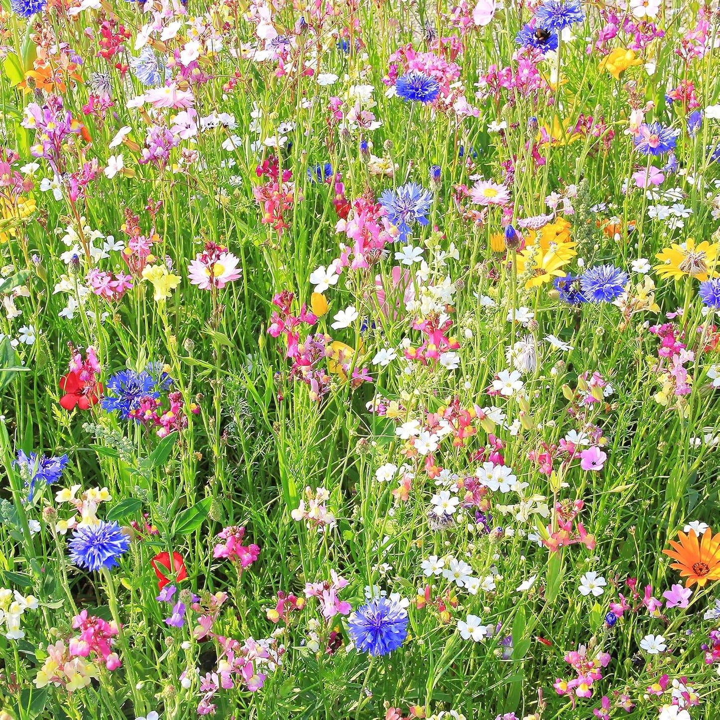 Southwestern Wildflower Seeds Bulk – 1/4 lb, 160,000+ Seeds – Native Desert Flower Mix – Annual & Perennial Wildflower Seed for Pollinators and Dry Climates