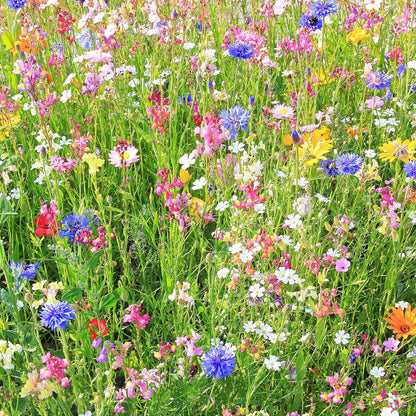 Southwestern Wildflower Seeds Bulk – 1/4 lb, 160,000+ Seeds – Native Desert Flower Mix – Annual & Perennial Wildflower Seed for Pollinators and Dry Climates