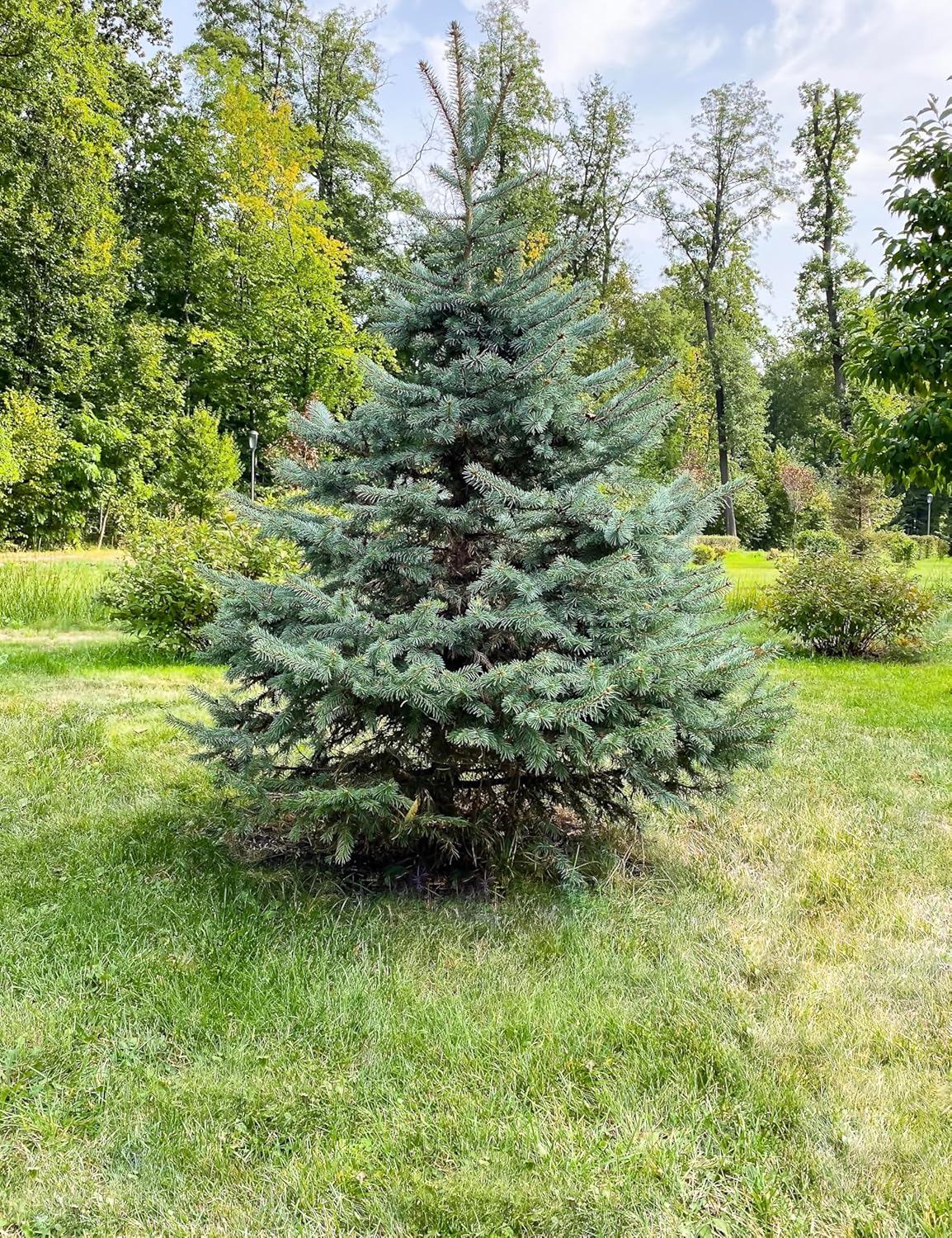 White Spruce Live Tree Seedlings | 6"-12" | Arbor Day Foundation (10-Pack)