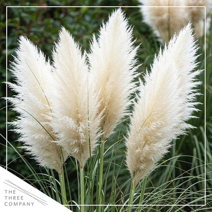Ornamental White Grass (2 Plants Per Pack) - Live Decorative Plant - 12" Tall by 6" Wide in 1.5 Qt Pot