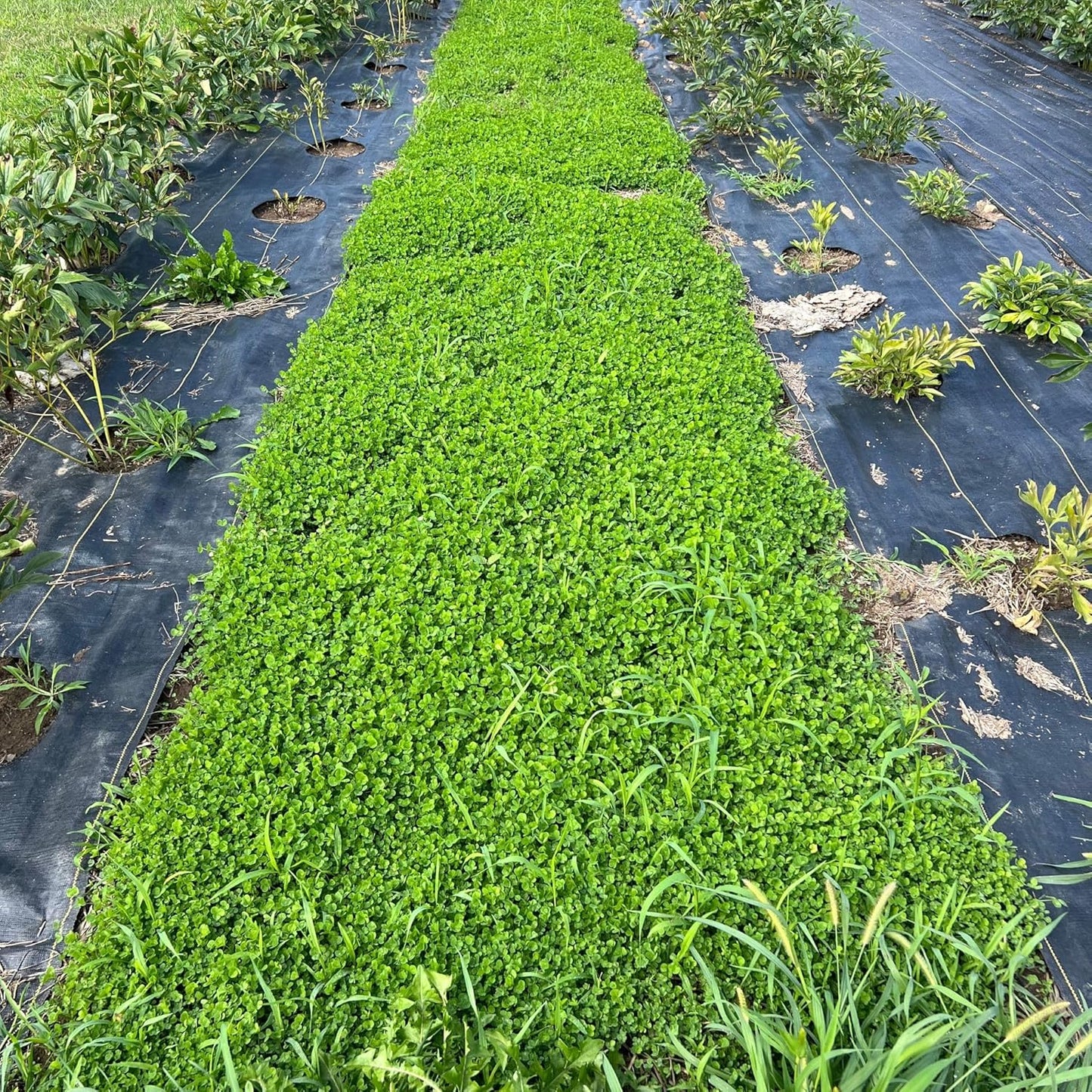 Micro Clover Seed for Lawn - 25 Lb Bulk - ~10 Million Microclover Seeds for Planting - Drought-Tolerant Mini Grass Alternative by Mountain Valley Seed Company