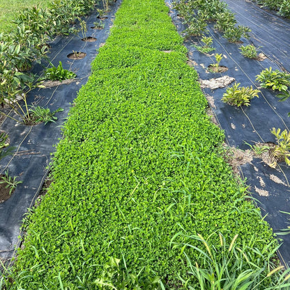 Micro Clover Seed for Lawn - 25 Lb Bulk - ~10 Million Microclover Seeds for Planting - Drought-Tolerant Mini Grass Alternative by Mountain Valley Seed Company