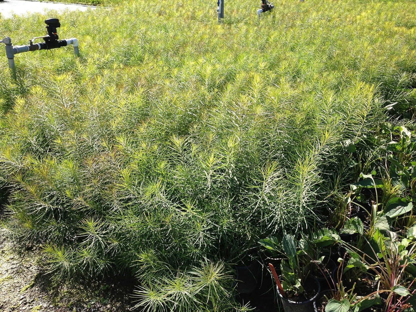Perennial Farm Amsonia Hubrichtii – LLive Threadleaf Bluestar Perennial Plant, Size #1 Container, Soft Powder Blue Flowers with Fine Textured Foliage – Drought Tolerant, Fall Color Interest