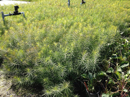 Perennial Farm Amsonia Hubrichtii – LLive Threadleaf Bluestar Perennial Plant, Size #1 Container, Soft Powder Blue Flowers with Fine Textured Foliage – Drought Tolerant, Fall Color Interest