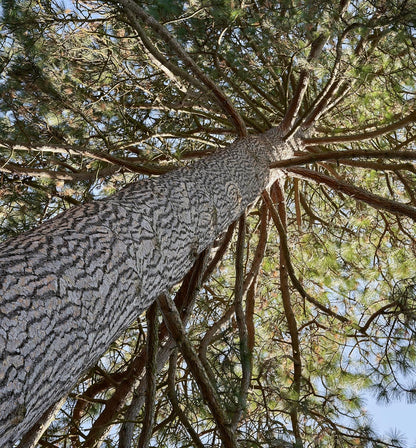 5 Ponderosa Pine Tree Seedlings- Native, Fast Growing, Animal Habitat (Approx. 1-2 feet in Height)