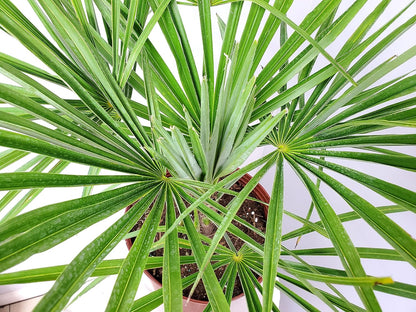 Windmill Palm Tree - Live Plant - Overall Height 26" to 32"' - Tropical Plants of Florida (Plant Only)